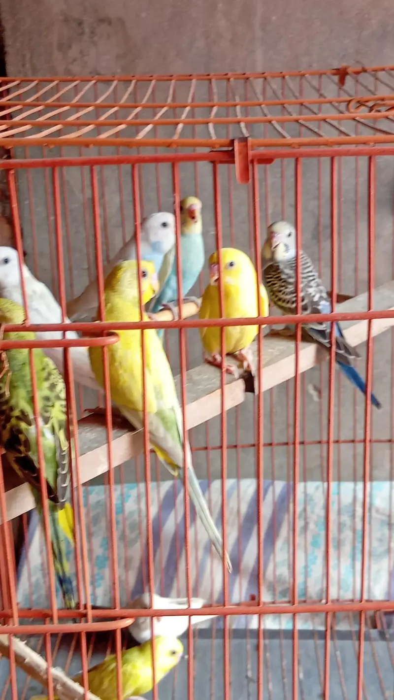 budgies paroots o32o6441878 — photo 9
