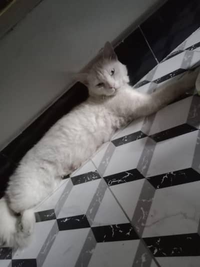 brid cat for sale 0306/26/80/531