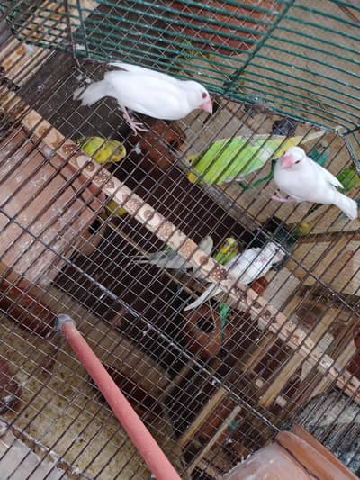 Java Finches