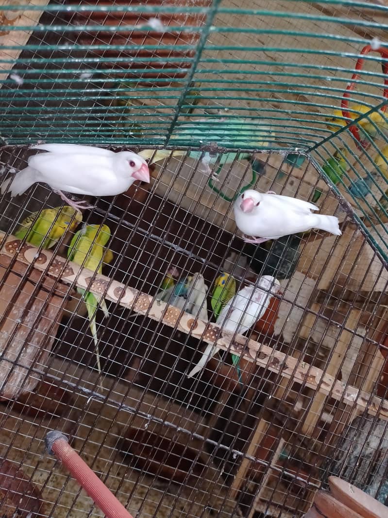 Java Finches 1