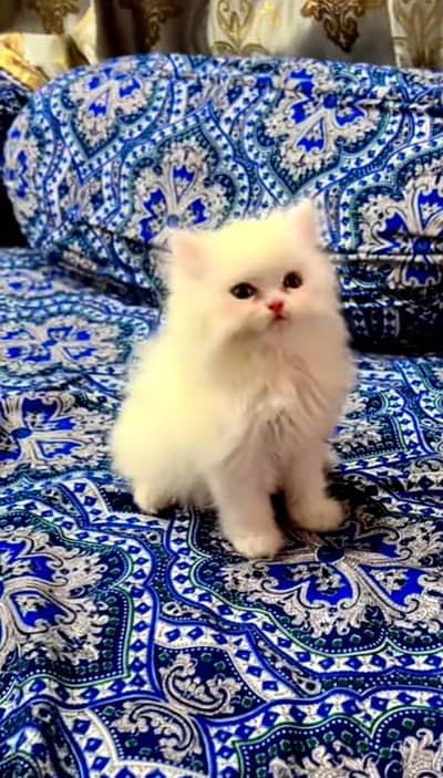 Persian kitten for sale my WhatsApp . 03317047936
