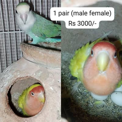 2 lovebirds ( 2 deals )