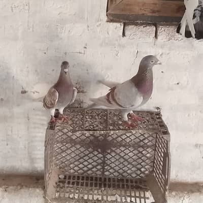 Fancy pigeons for sale. What app number. 03075883761