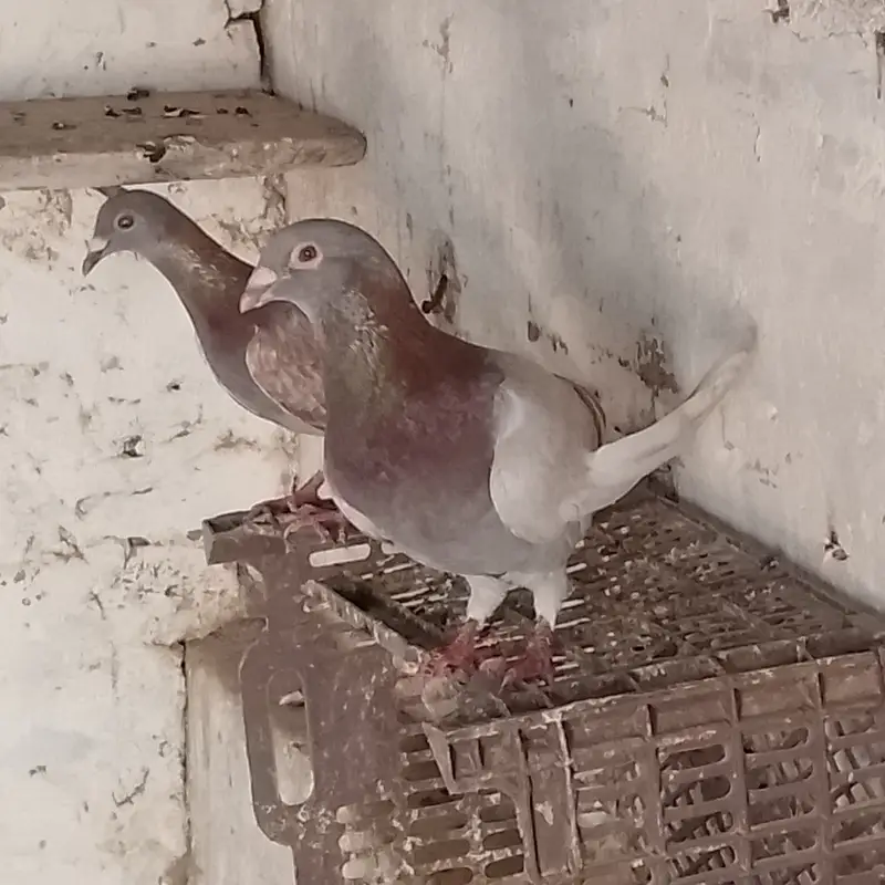 Fancy pigeons for sale. What app number. 03075883761 — photo 2