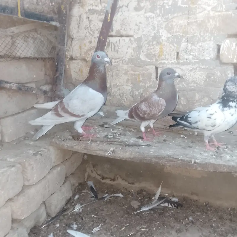 Fancy pigeons for sale. What app number. 03075883761 — photo 3