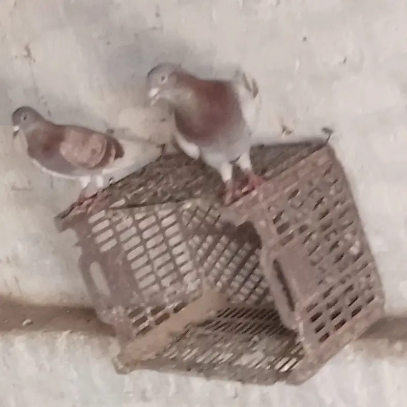 Fancy pigeons for sale. What app number. 03075883761 — photo 4