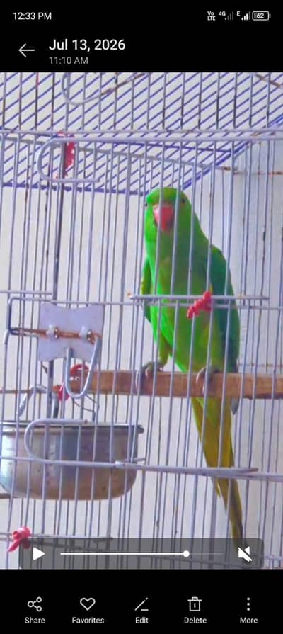 parrots