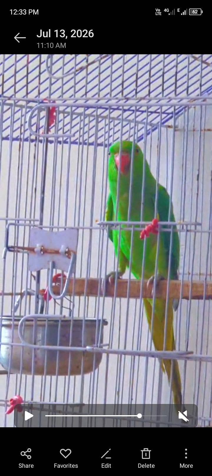 parrots 0