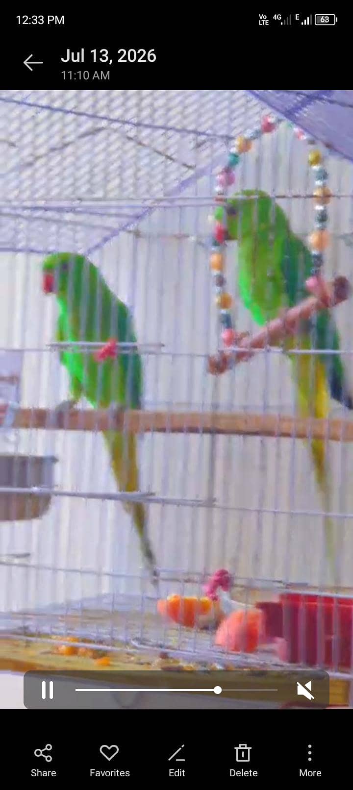 parrots 1