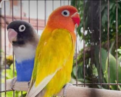 love bird for sale