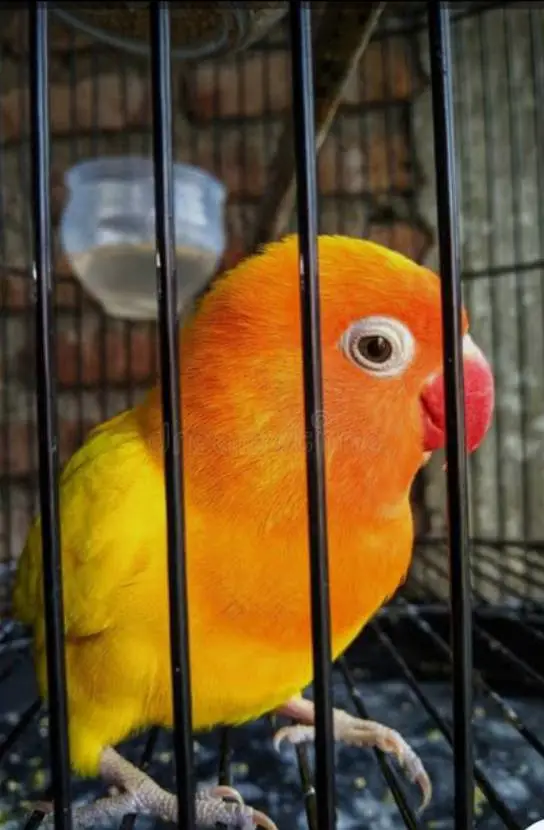 love bird for sale — photo 2