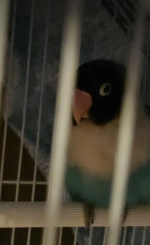 love bird for sale — photo 3