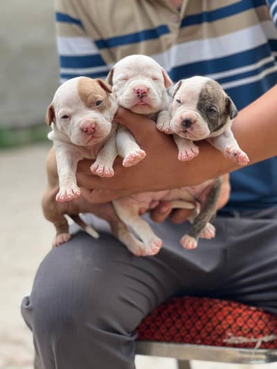 American pit Bull puppies