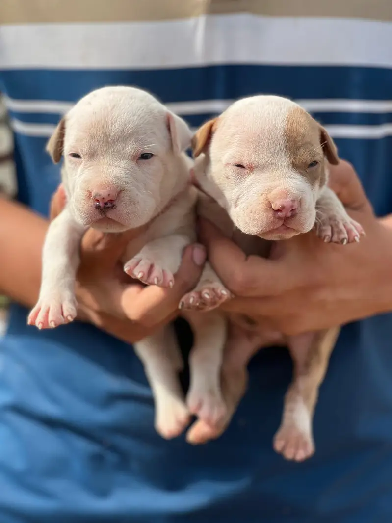American pit Bull puppies — photo 2