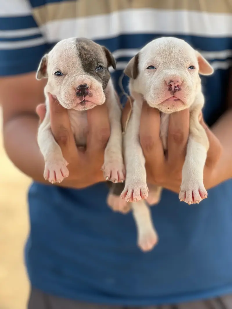 American pit Bull puppies — photo 3