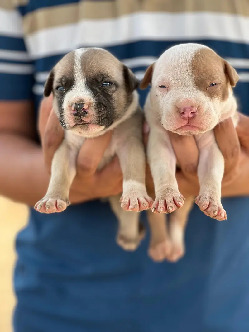 American pit Bull puppies — photo 4