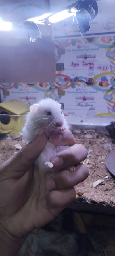 hamsters for sell 2 pairs