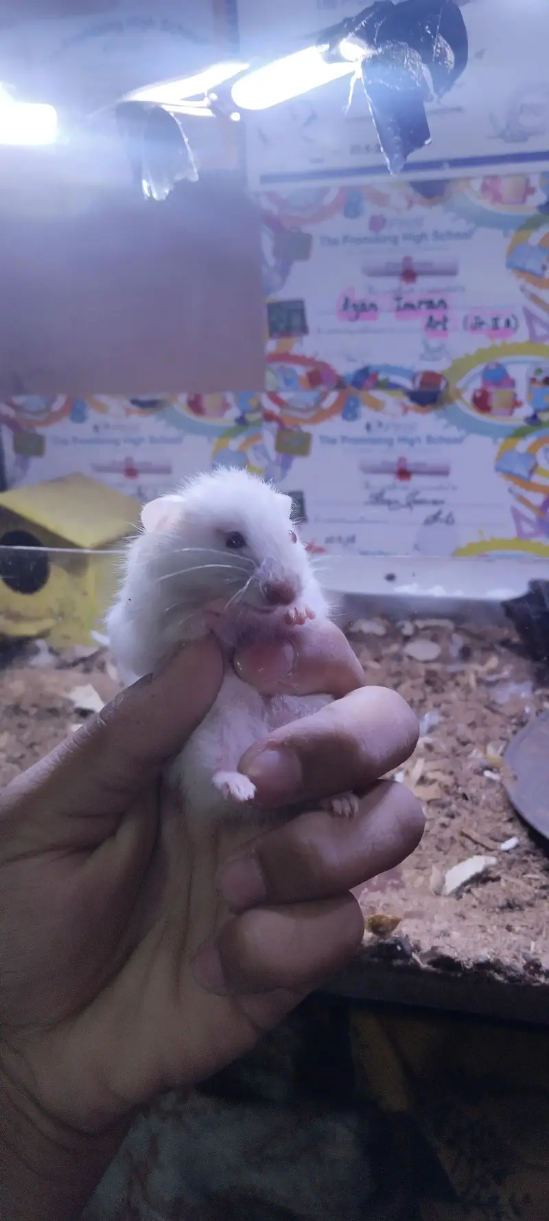 hamsters for sell 2 pairs