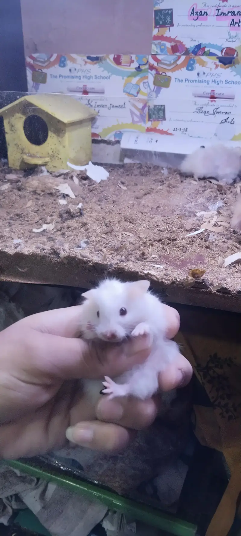 hamsters for sell 2 pairs — photo 2