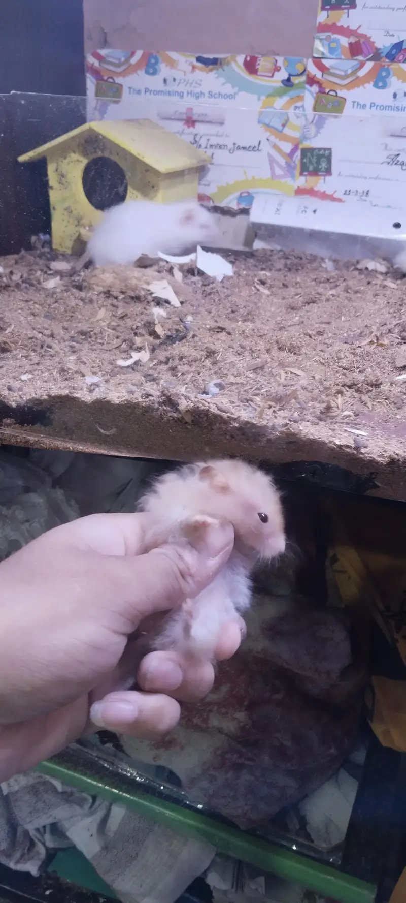 hamsters for sell 2 pairs — photo 3