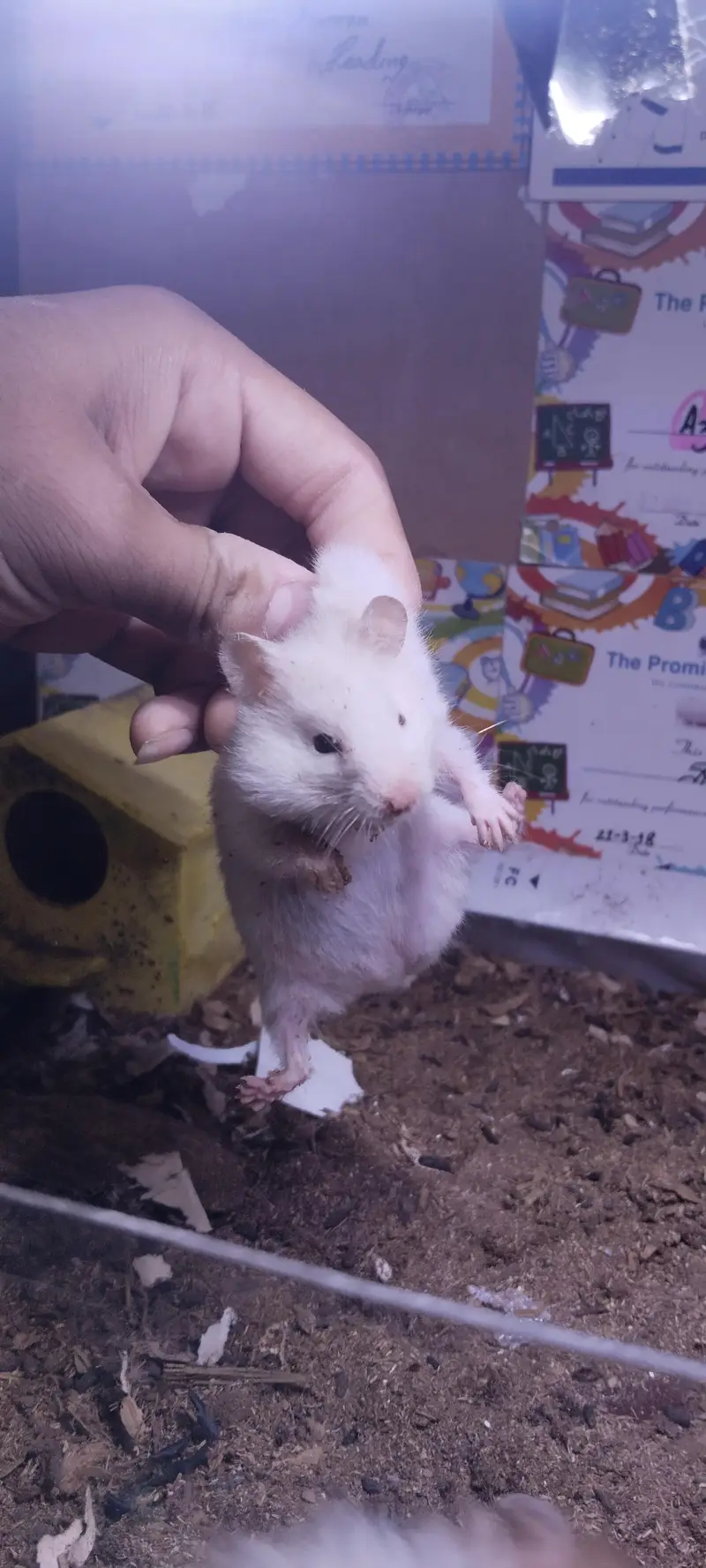 hamsters for sell 2 pairs — photo 4