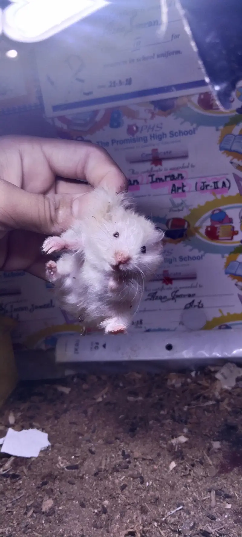 hamsters for sell 2 pairs — photo 5
