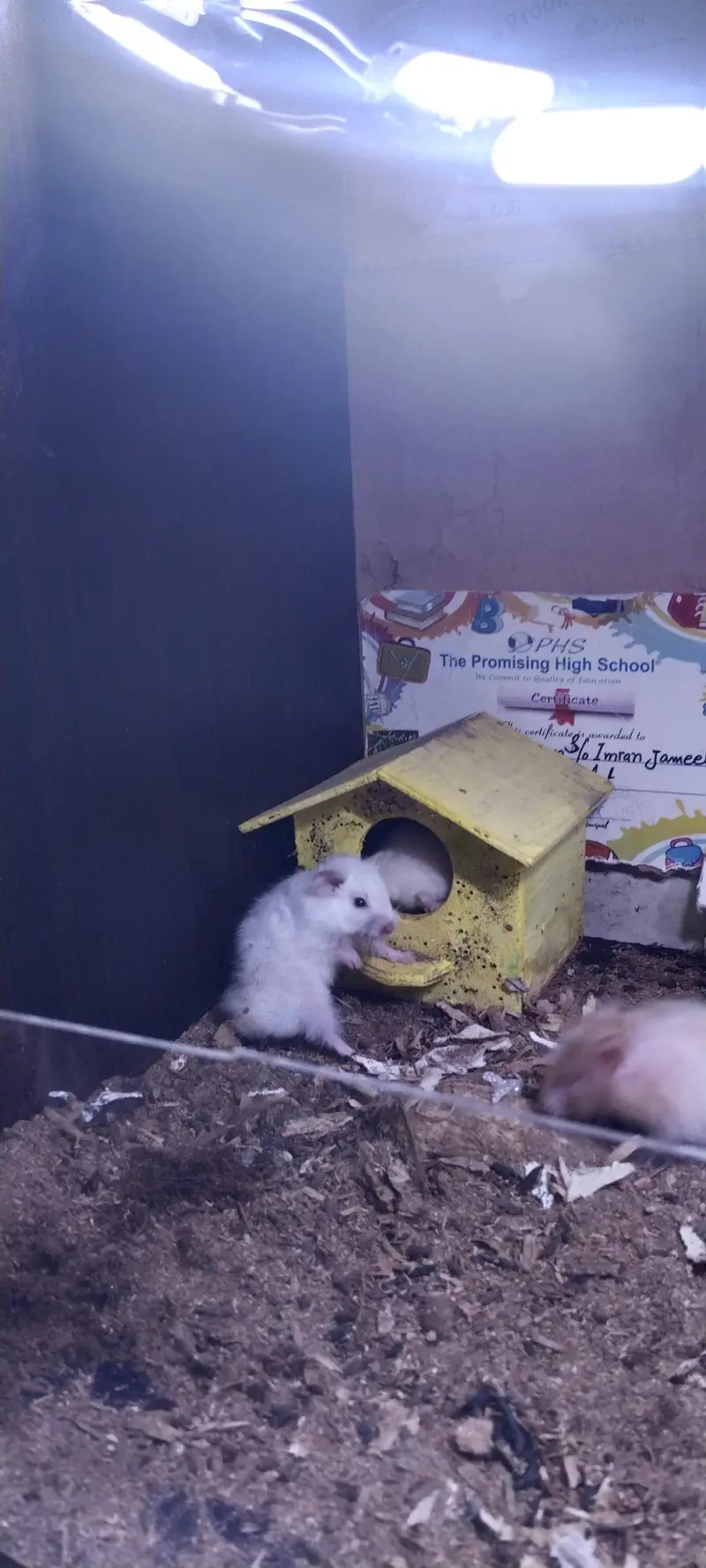hamsters for sell 2 pairs — photo 6