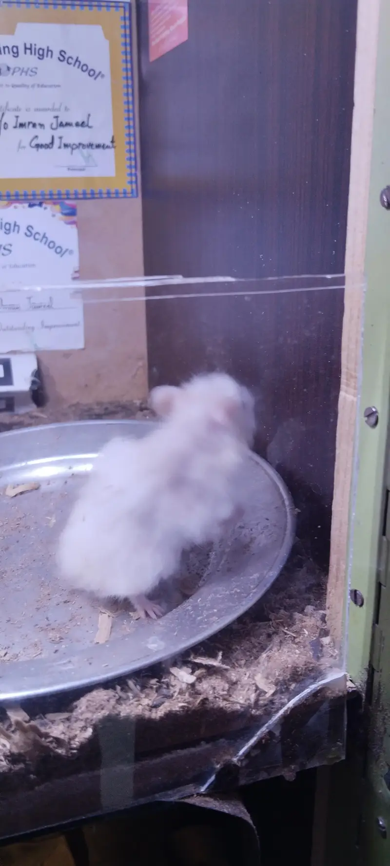hamsters for sell 2 pairs — photo 7