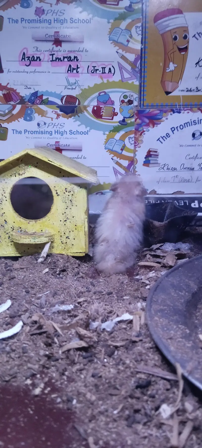 hamsters for sell 2 pairs — photo 8