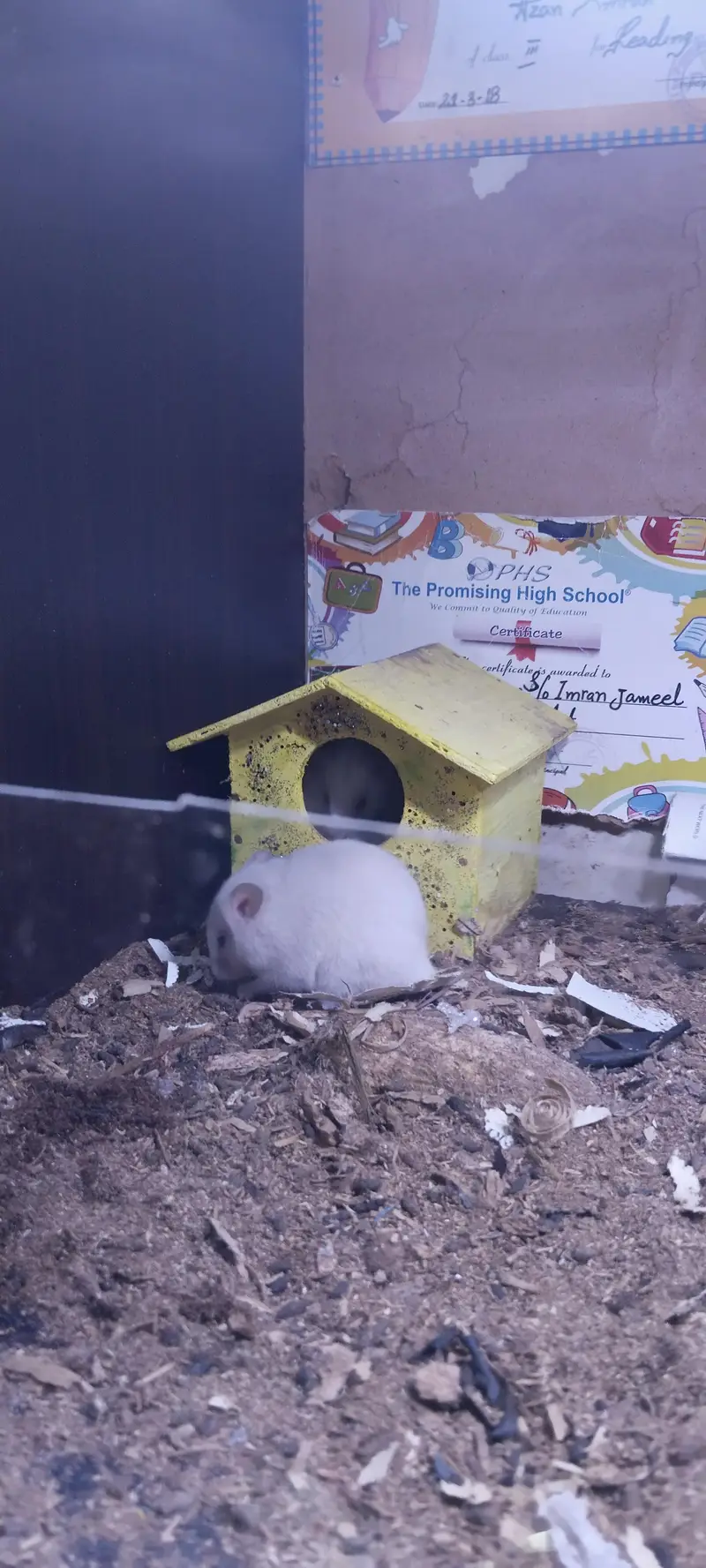 hamsters for sell 2 pairs — photo 9