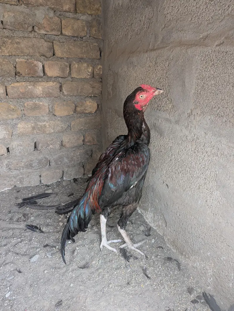 Dono for sale demand 15k — photo 2