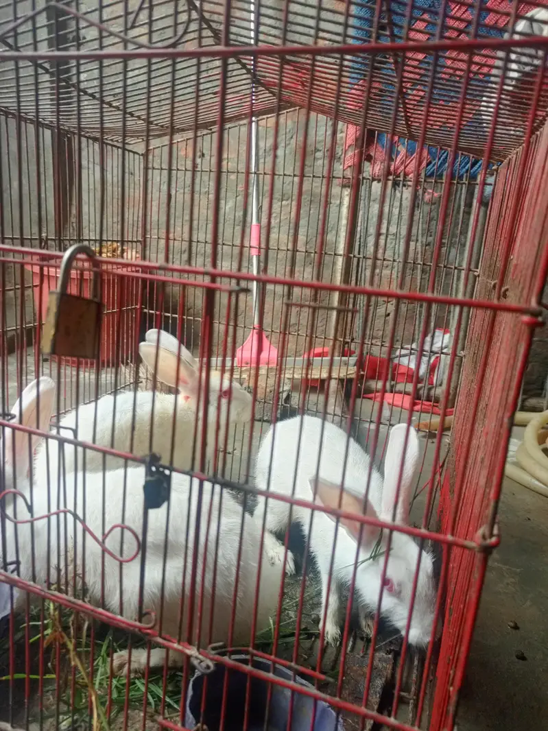 urgent sell — photo 2
