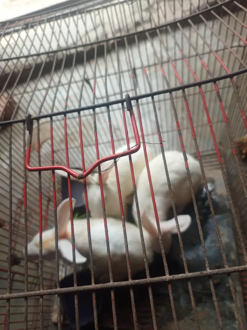 urgent sell — photo 5