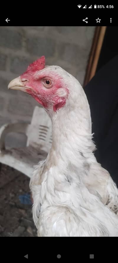 pure mianwali white cheena