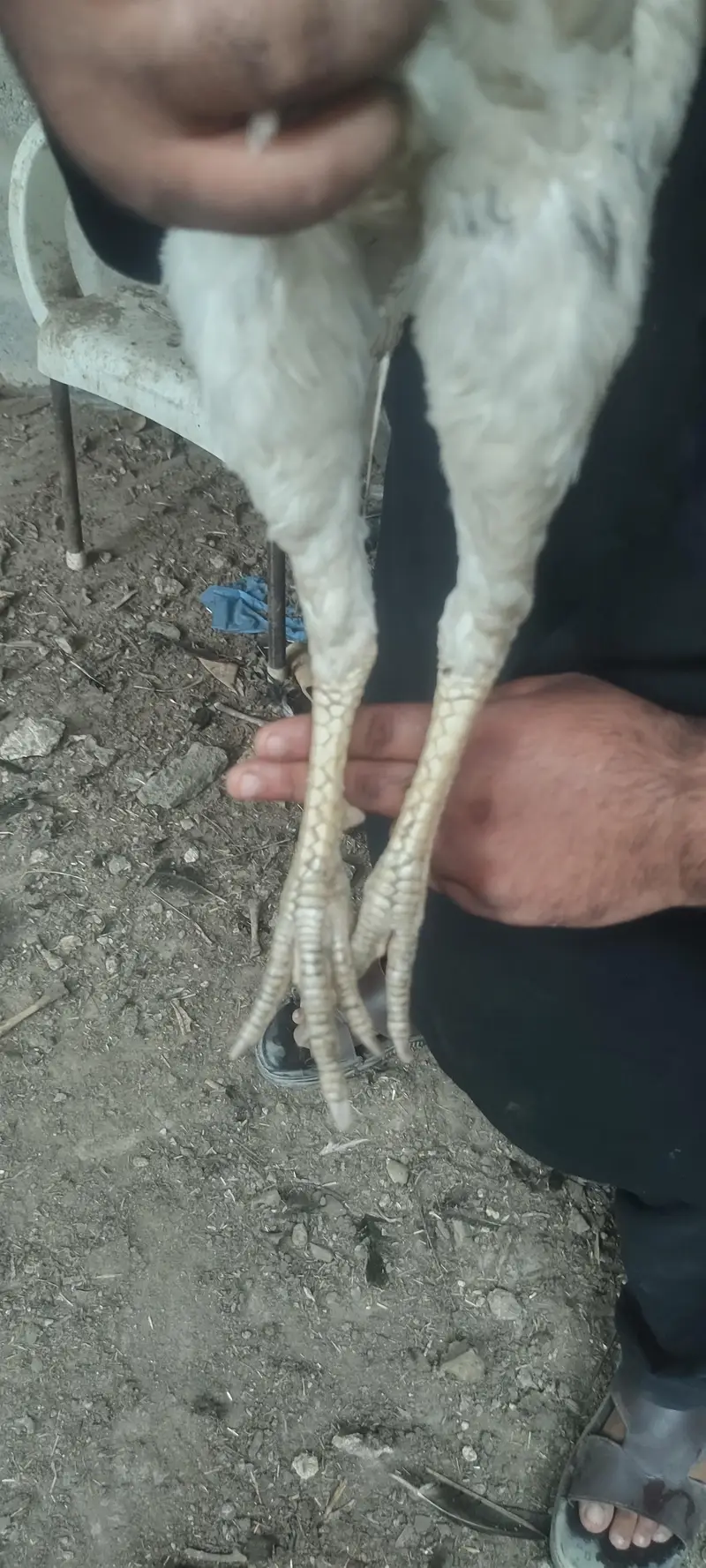 pure mianwali white cheena — photo 2