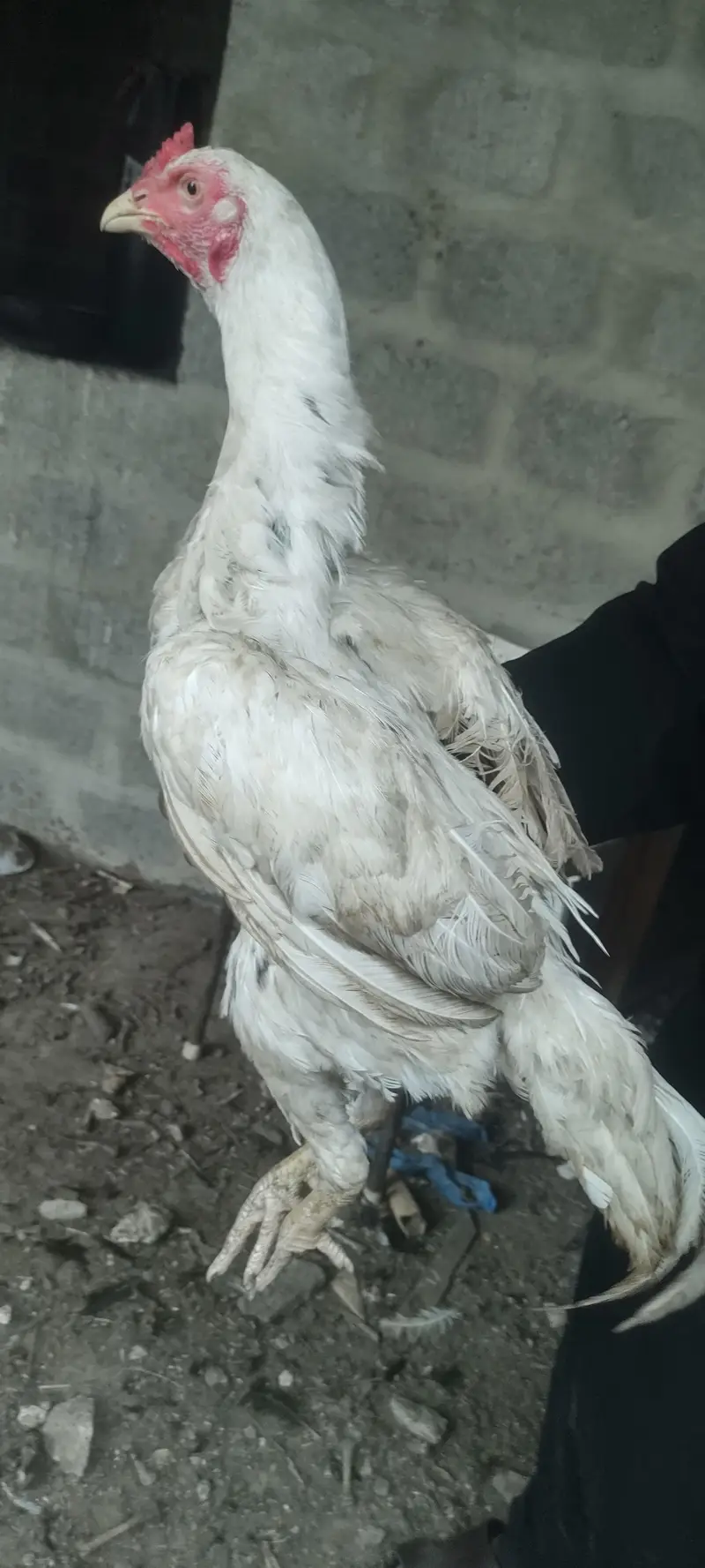 pure mianwali white cheena — photo 3