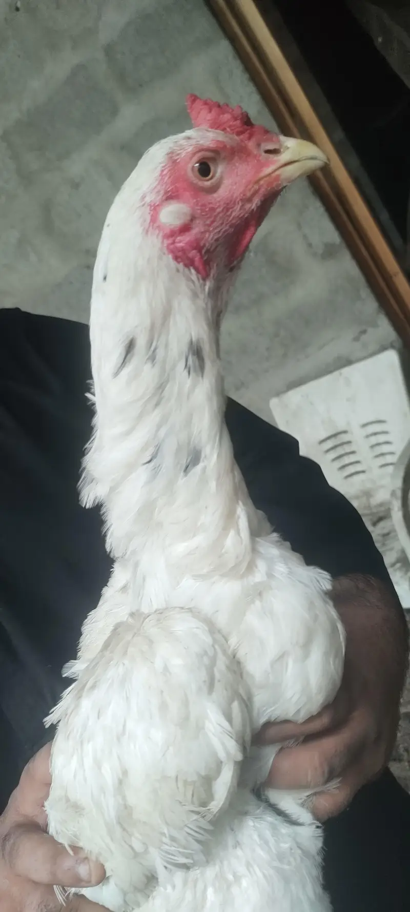 pure mianwali white cheena — photo 4