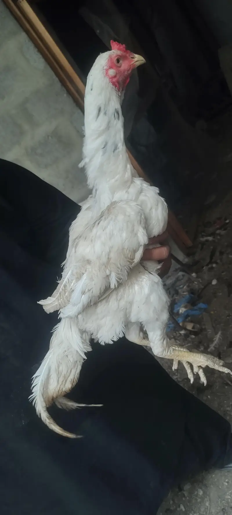 pure mianwali white cheena — photo 5