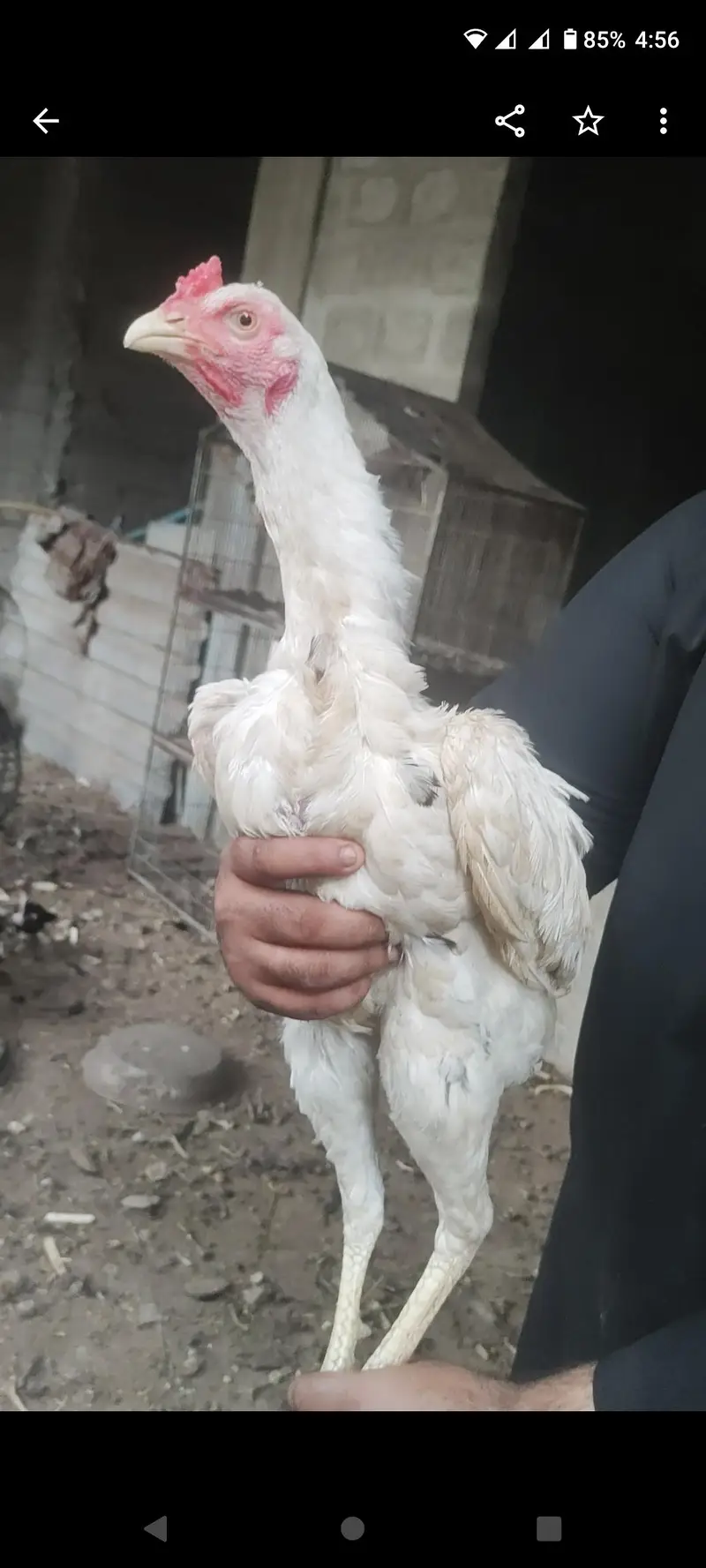 pure mianwali white cheena — photo 6