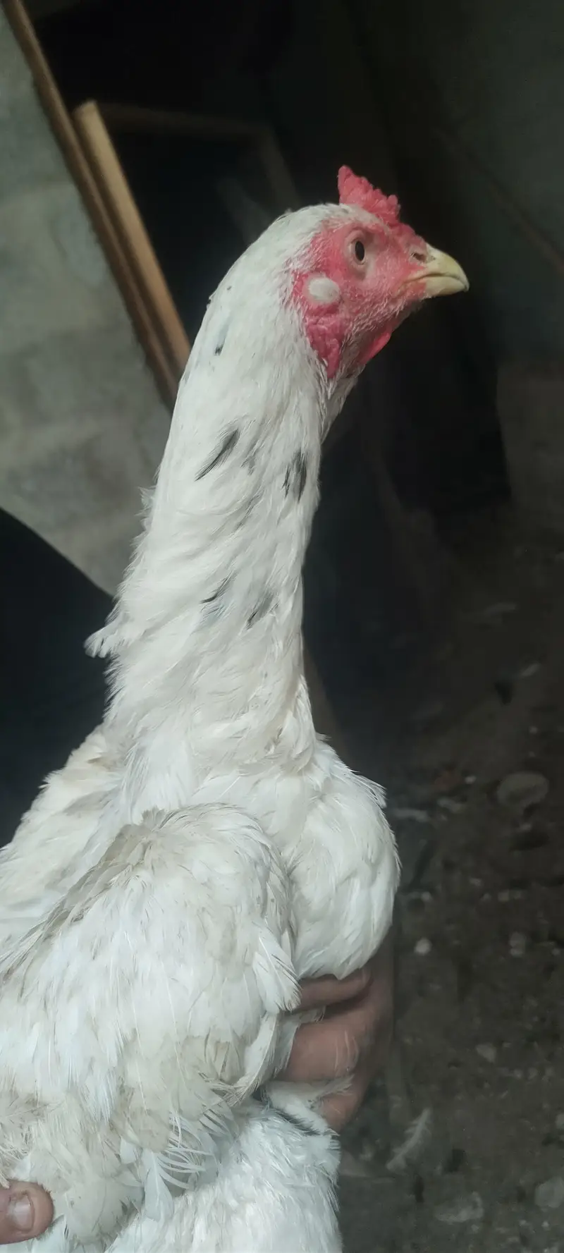 pure mianwali white cheena — photo 7