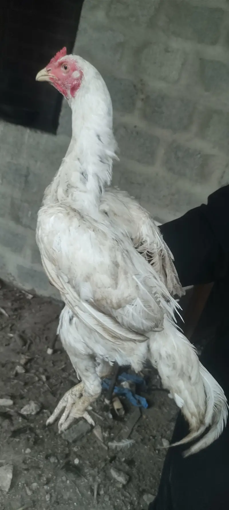 pure mianwali white cheena — photo 8