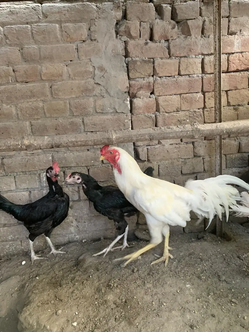 2 aseel murghy 11 murghian — photo 3
