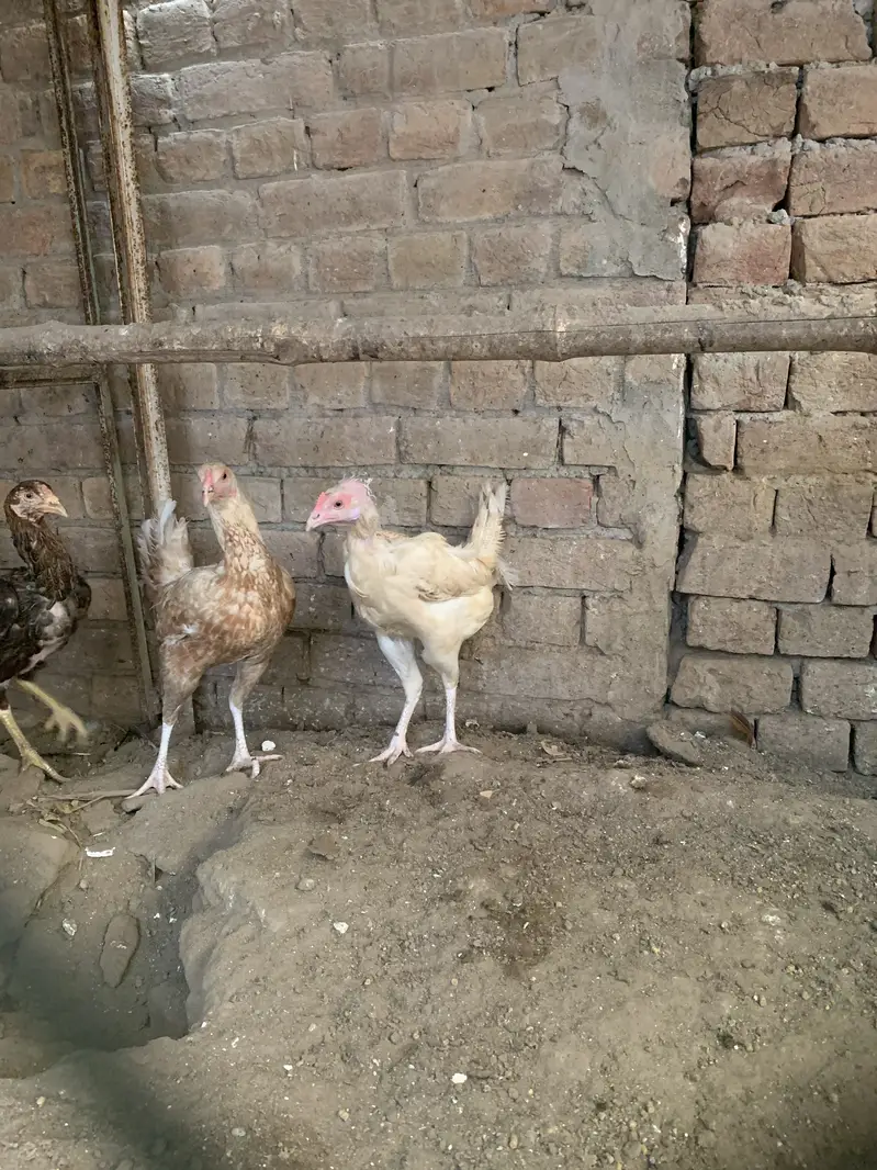 2 aseel murghy 11 murghian — photo 4