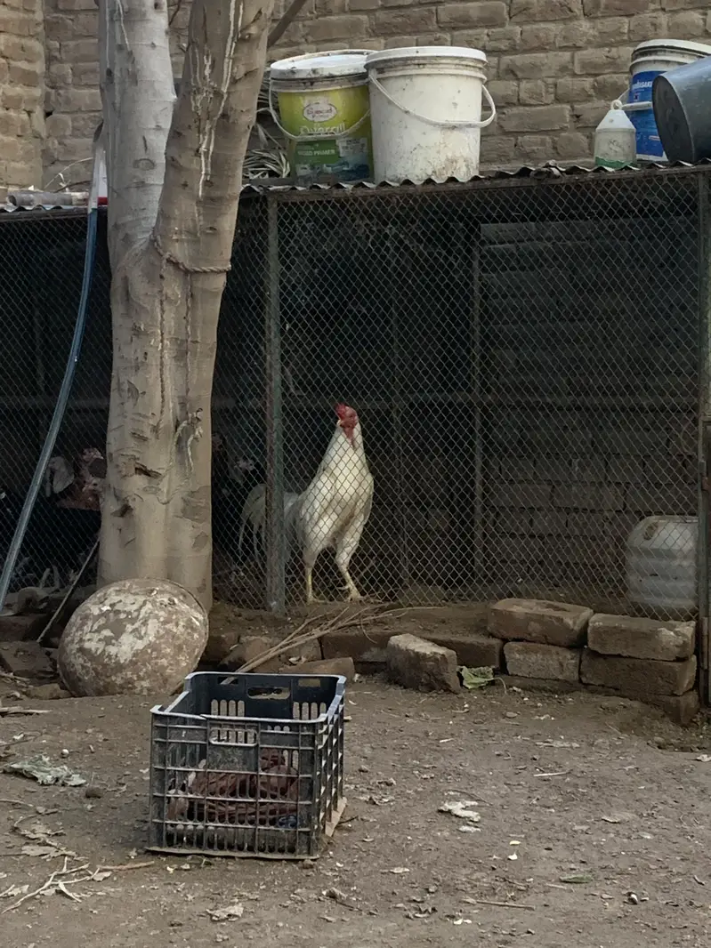 2 aseel murghy 11 murghian — photo 6