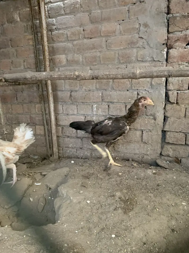 2 aseel murghy 11 murghian — photo 9