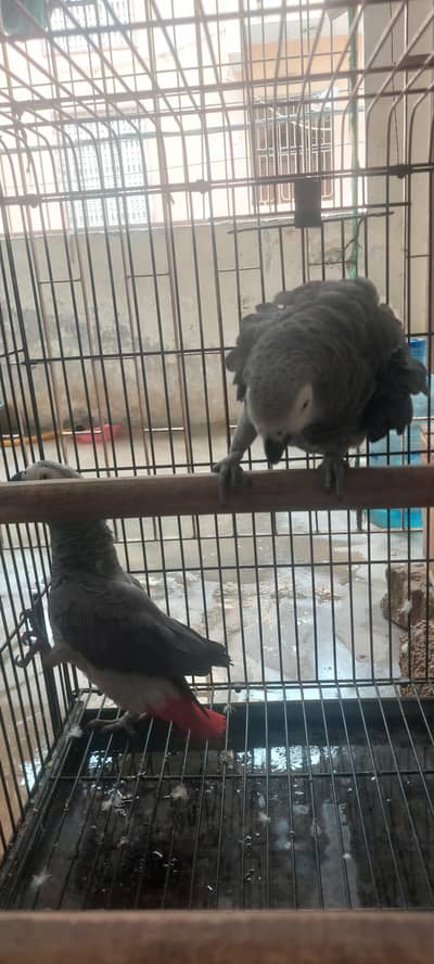 African gray parrot pair