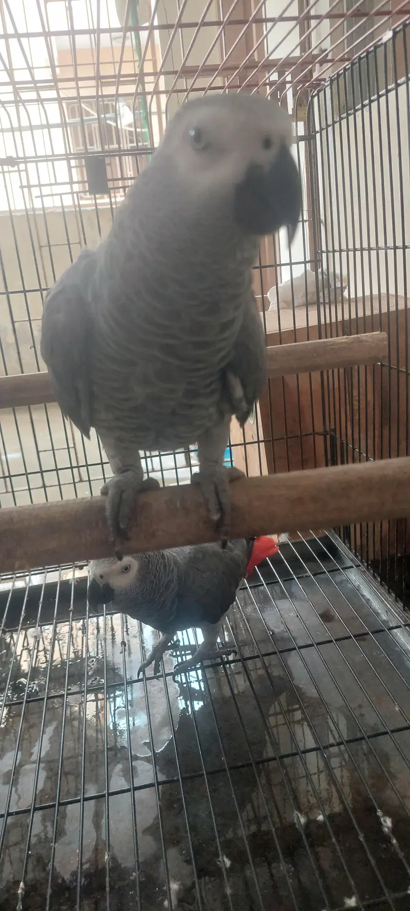 African gray parrot pair — photo 2