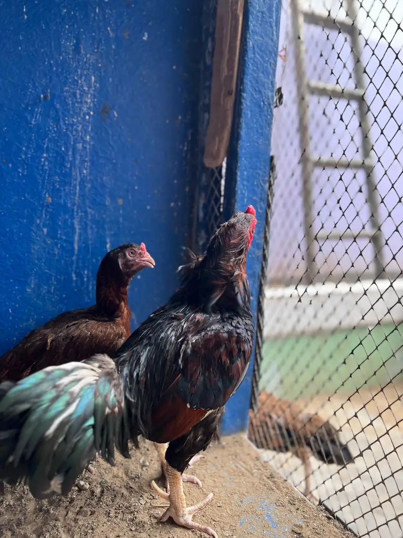 maiwali murgaya — photo 2