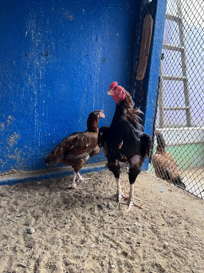maiwali murgaya — photo 3