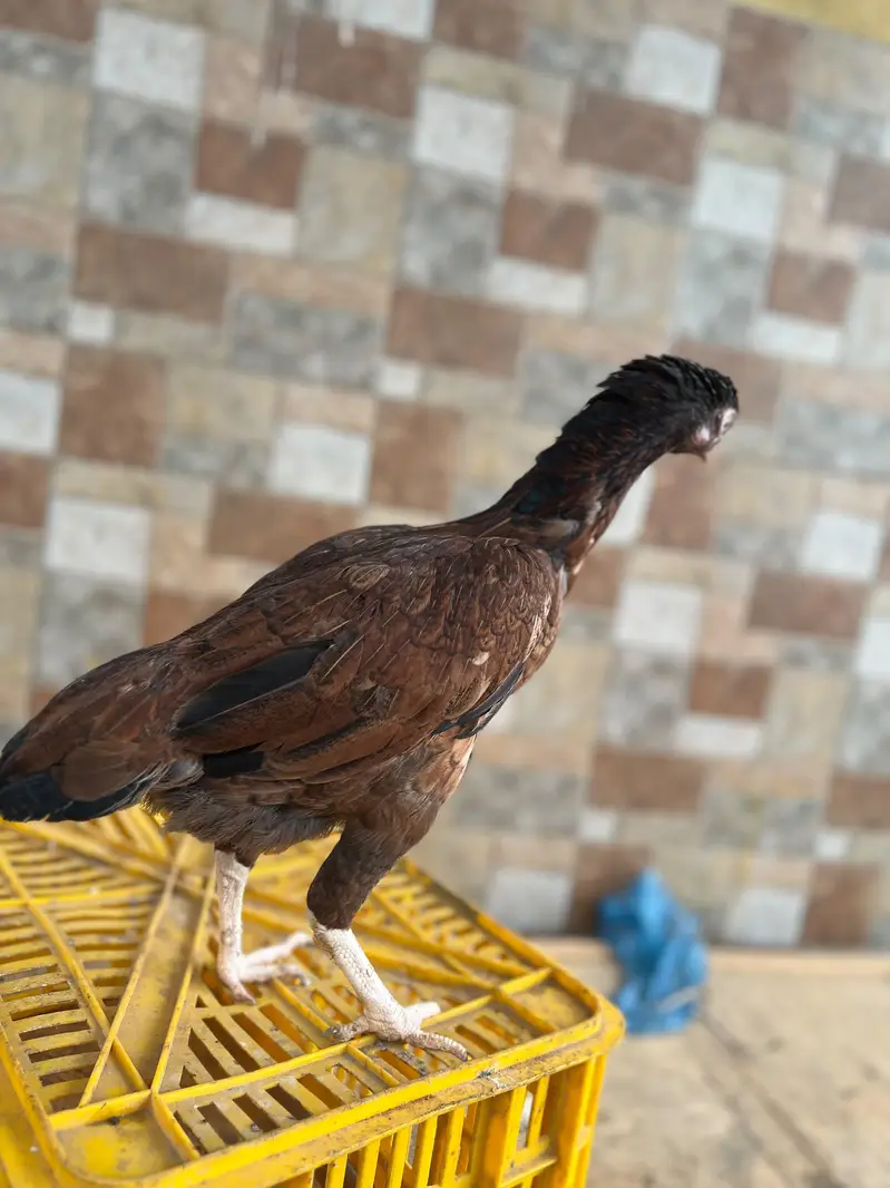 maiwali murgaya — photo 8